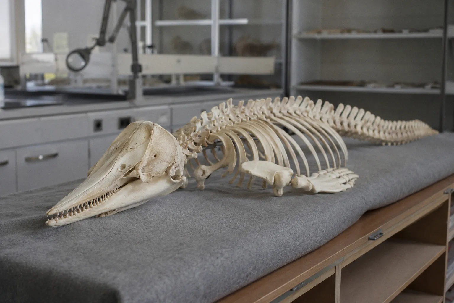Skeleton of the world’s rarest marine mammal preserved by digital imaging